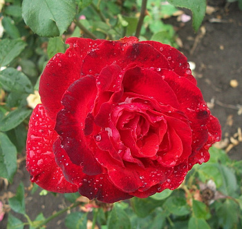 Роза чайно-гибридная Лидка