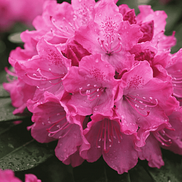 Рододендрон гибридный Metarose