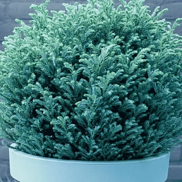 Кипарисовик горохоплодный Blue Moon