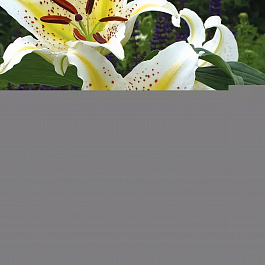 Лилия восточная Ауратум Голд Бэнд