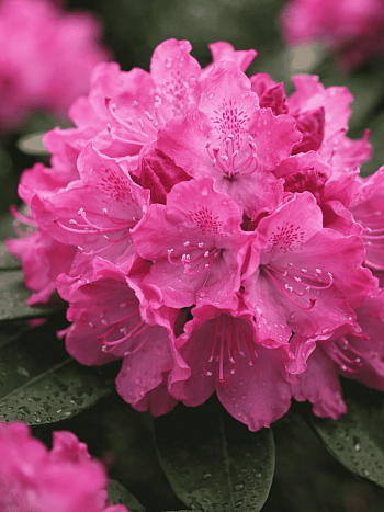 Рододендрон гибридный Metarose