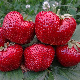 Земляника садовая Максим (Гигантелла Максим) Земляника садовая Максим (Гигантелла Максим)