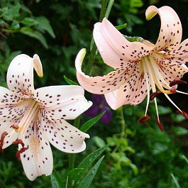 Лилия азиатская Пинк Джайант