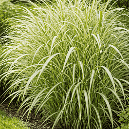 Мискантус китайский Cosmopolitan