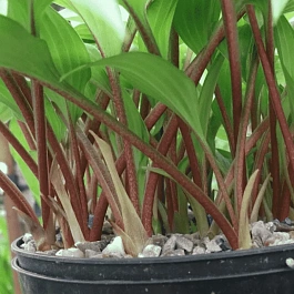 Хоста Little Red Rooster