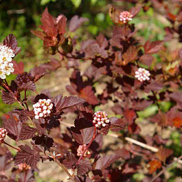 Пузыреплодник калинолистный Диабл Д'ор Пузыреплодник калинолистный Диабл Д'ор