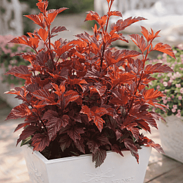 Пузыреплодник калинолистный Little Angel