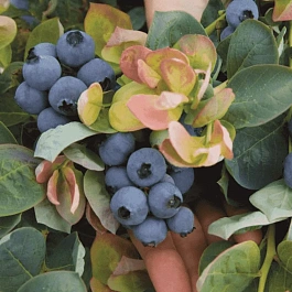 Голубика высокорослая Jersey