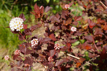Пузыреплодник калинолистный Диабл Д'ор
