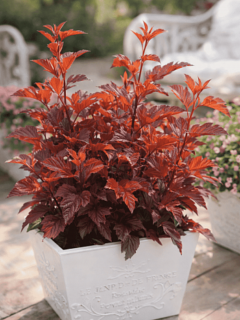 Пузыреплодник калинолистный Little Angel