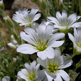 Ясколка войлочная Колумна