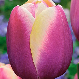 Тюльпан Триумф Атлантис