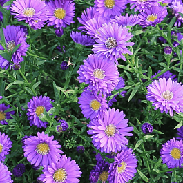 Астра Ново-бельгийская Magic Purple