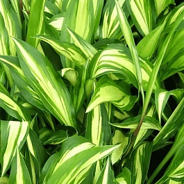 Хоста Cherry Berry