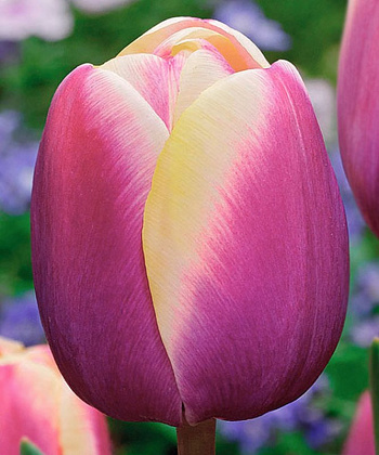 Тюльпан Триумф Атлантис