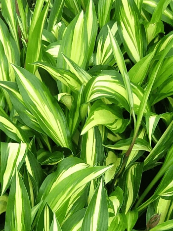 Хоста Cherry Berry