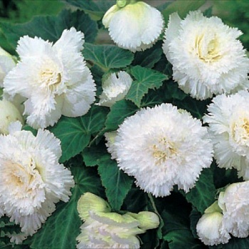 Бегония Клубневая Fimbriata White