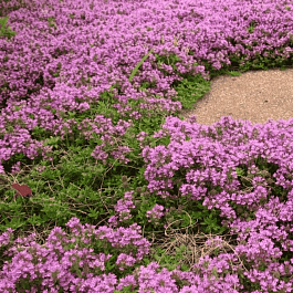 Тимьян ползучий