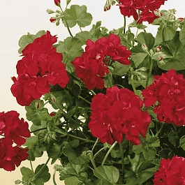 Пеларгония плющелистная Toscana Sunflair Red (Paula)