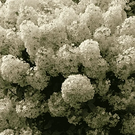 Гортензия метельчатая Bobo ТОЛЬКО САМОВЫВОЗ