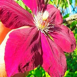 Клематис  Mazowsze Volcano