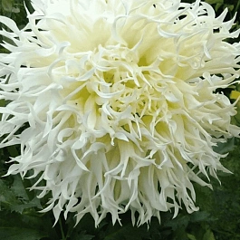 Георгина Tsuki Yori No Shisha