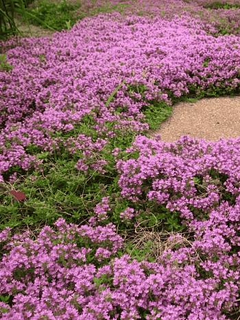 Тимьян ползучий