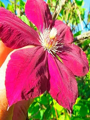 Клематис  Mazowsze Volcano