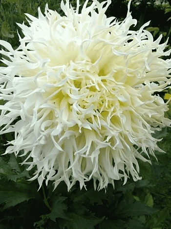 Георгина Tsuki Yori No Shisha