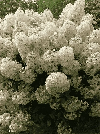 Гортензия метельчатая Bobo ТОЛЬКО САМОВЫВОЗ