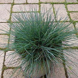 Овсяница сизая Элиа Блу