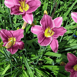 Лилейник Prairie Blue Eyes