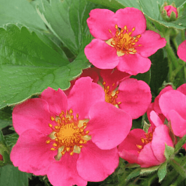 Земляника декоративная Lipstic