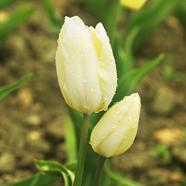 Тюльпан многоцветковый Х.Д. Геншер