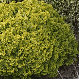 Кипарисовик Nana Gracilis Aurea