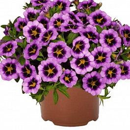 Калибрахоа Tik Tok Grape