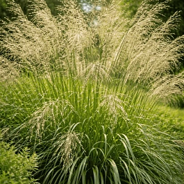 Молиния тростниковая Transparent