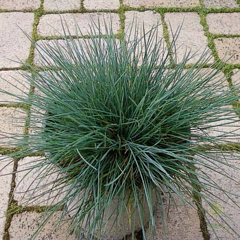 Овсяница сизая Элиа Блу