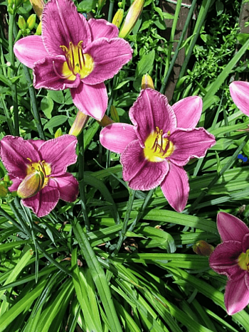 Лилейник Prairie Blue Eyes