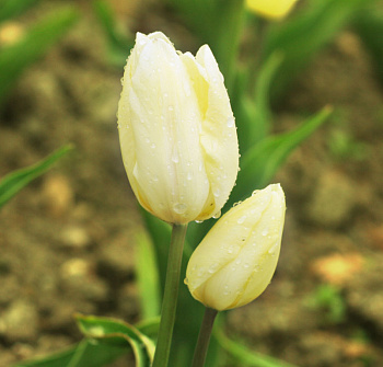 Тюльпан многоцветковый Х.Д. Геншер
