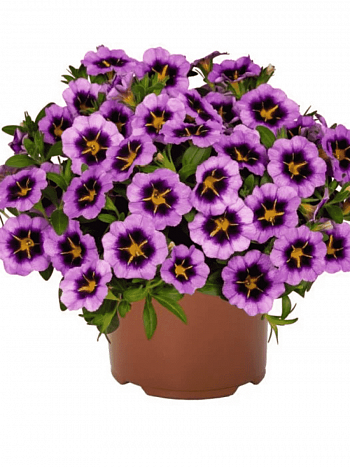 Калибрахоа Tik Tok Grape