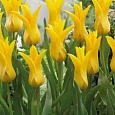 Тюльпан Ballade Gold