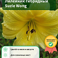 Лилейник гибридный  Suzie Wong Лилейник гибридный  Suzie Wong