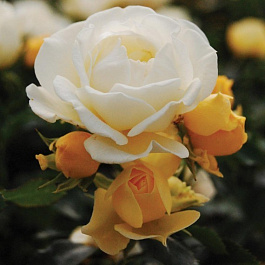 Роза миниатюрная Попкорн Дрифт Роза миниатюрная Попкорн Дрифт