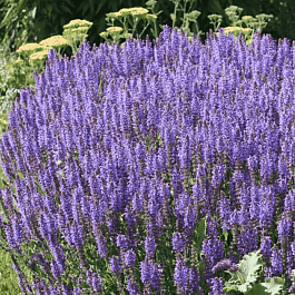 Шалфей дубравный Blaukonigin