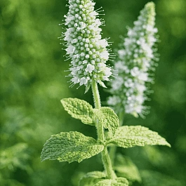 Мята Серебристая