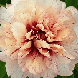 Пион ИТО All That Jazz