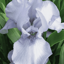 Ирис германский Az Ap