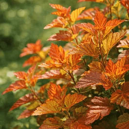 Пузыреплодник Amber Jubilee