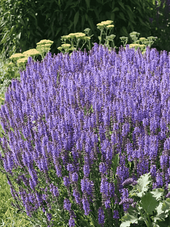 Шалфей дубравный Blaukonigin